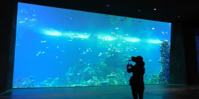 Acuario Mazatlán el más grande de Latinoamérica En Tabasco