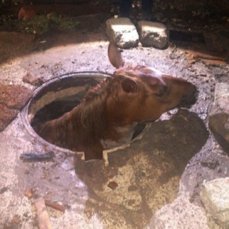 Rescatan a Caballo atorado en “registro” en Querétaro