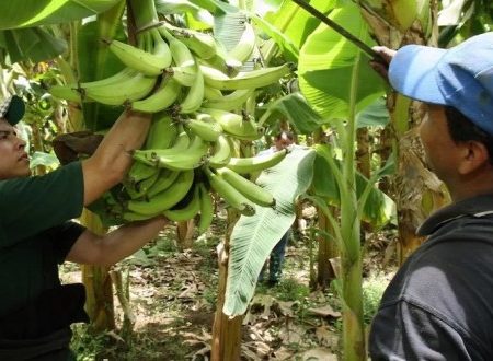 Tabasco revive el “boom bananero”, calidad exportación