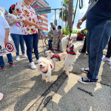 Galería: Marchan en conciencia al maltrato animal