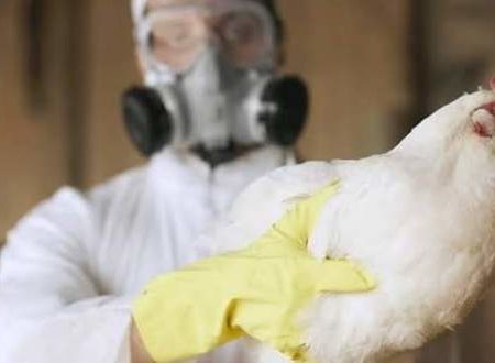 México registra el primer caso de gripe aviar H5N1