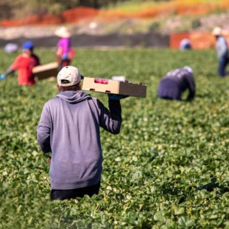 Productores de Jalisco y Guanajuato están a favor del uso de plaguicidas – El Heraldo de Tabasco
