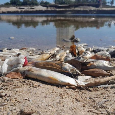 Derrames y aguas negras provocan ecocidio en el Estero del Yugo, Mazatlán – El Heraldo de Tabasco