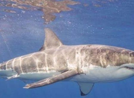 Sonora alerta por ataques de tiburón blanco