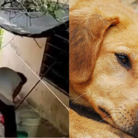 ¡Otra vez! Vecina de Asunción Castellanos es captada por 3ra vez torturando sus mascotas (video) – El Heraldo de Tabasco