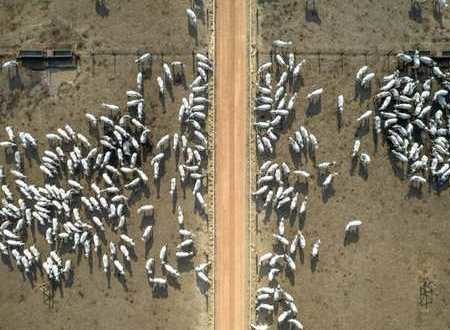 Brasil detiene exportación de carne por “vacas locas”