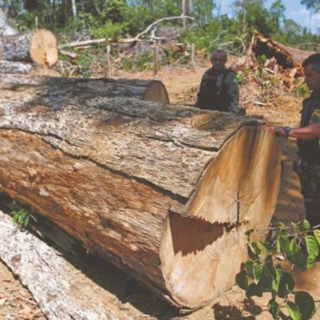 Deforestación en la Amazonia aumentó con Lula da Silva – El Heraldo de Tabasco