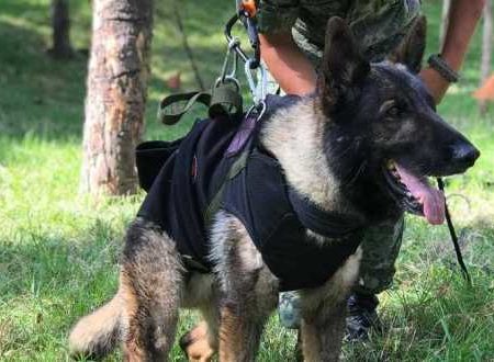 Falleció Proteo, perro rescatista de la Sedena