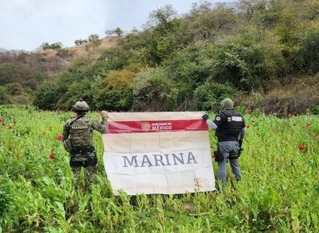 Localizan y erradican 18 laboratorios clandestinos y 60 plantíos de amapola y marihuana, en Sinaloa y Michoacán