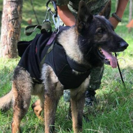 Luto en la Sedena: Muere Proteo, uno de los perros rescatistas enviados a Turquía – El Heraldo de Tabasco
