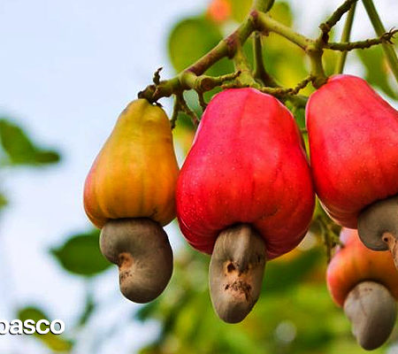 Marañón: el fruto exótico de Tabasco que contiene a la nuez de la India