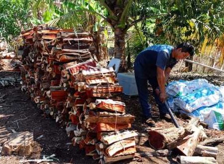 Corte de tinto, una labor ancestral en Torno Largo