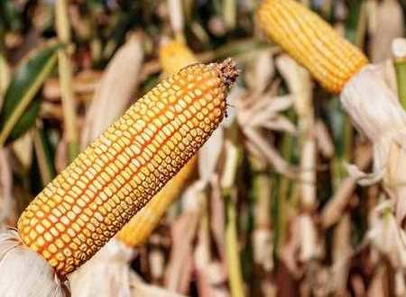 Canadá solicita consultas por decreto de maíz transgénico