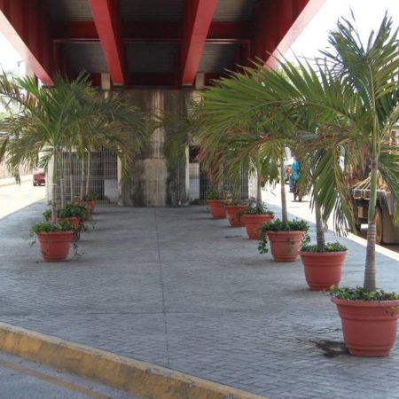 Empresa particular coloca plantas bajo el distribuidor vial de Avenida Universidad – El Heraldo de Tabasco