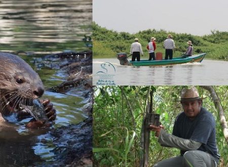 Analizan comportamiento de las nutrias en ríos de Tabasco