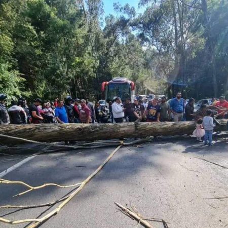 Caída de un árbol colapsa la México-Toluca – El Heraldo de Tabasco