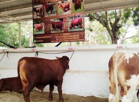 Hay potencial en Tabasco para la exportación de cárnicos