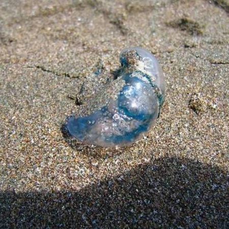 ¿Qué es el “agua mala” la medusa que ha causado alertas en Centla? – El Heraldo de Tabasco