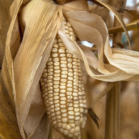 México defenderá posición ante EU por consultas de maíz transgénico – El Heraldo de Tabasco