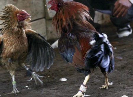 ¿Son ilegales las peleas de gallos?